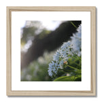 Tilia Cordata Framed & Mounted Print