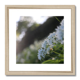 Tilia Cordata Framed & Mounted Print