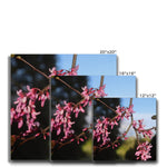 Pink Cercis Canvas