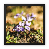 Wild Violets Framed Canvas