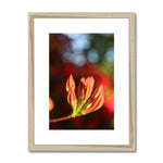 Fiore Italiano Framed & Mounted Print
