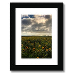 Rhossili Sunflowers Framed & Mounted Print