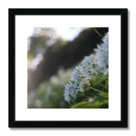 Tilia Cordata Framed & Mounted Print