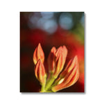Fiore Italiano Canvas