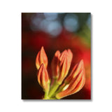 Fiore Italiano Canvas