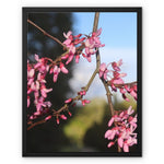 Pink Cercis Framed Canvas