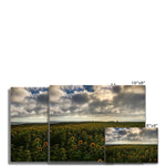 Rhossili Sunflowers Fine Art Print