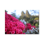 Clyne Gardens Fine Art Print