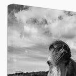 Whitesands Pony Canvas