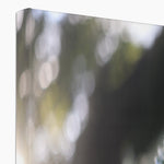 Tilia Cordata Canvas