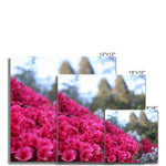 Clyne Gardens Fine Art Print