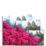 Clyne Gardens Fine Art Print