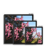 Pink Cercis Framed Canvas