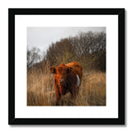 Welsh Cow Framed & Mounted Print