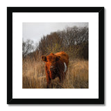 Welsh Cow Framed & Mounted Print