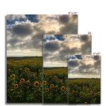Rhossili Sunflowers Fine Art Print