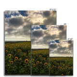 Rhossili Sunflowers Fine Art Print