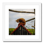 Red Panda Framed & Mounted Print