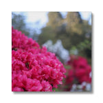 Clyne Gardens Canvas
