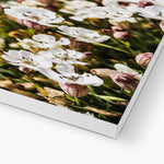 Sea Campion Canvas