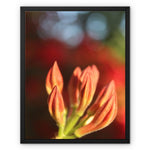 Fiore Italiano Framed Canvas