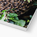 The Hive Canvas