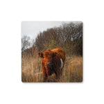 Welsh Cow Coaster