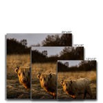 Highland Cow Canvas