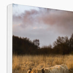 Highland Cow Canvas