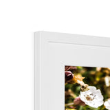 Sea Campion Framed & Mounted Print