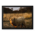 Highland Cow Framed Canvas