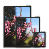 Pink Cercis Framed Canvas