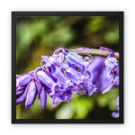 Bluebells Framed Canvas