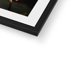 Pink Cercis Framed & Mounted Print