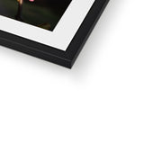 Pink Cercis Framed & Mounted Print