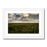 Rhossili Sunflowers Framed & Mounted Print