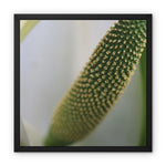 Lysichiton Framed Canvas