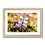 Wild Violets Framed & Mounted Print
