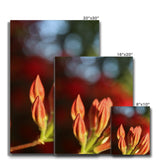 Fiore Italiano Canvas