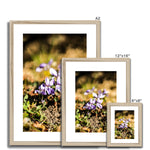 Wild Violets Framed & Mounted Print