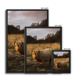Highland Cow Framed Canvas