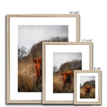 Welsh Cow Framed & Mounted Print