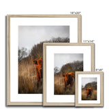 Welsh Cow Framed & Mounted Print