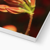 Fiore Italiano Canvas