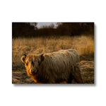 Highland Cow Canvas