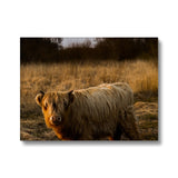 Highland Cow Canvas