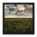 Rhossili Sunflowers Framed Canvas