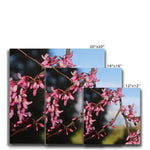 Pink Cercis Canvas
