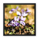Wild Violets Framed Canvas