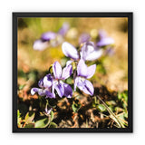 Wild Violets Framed Canvas